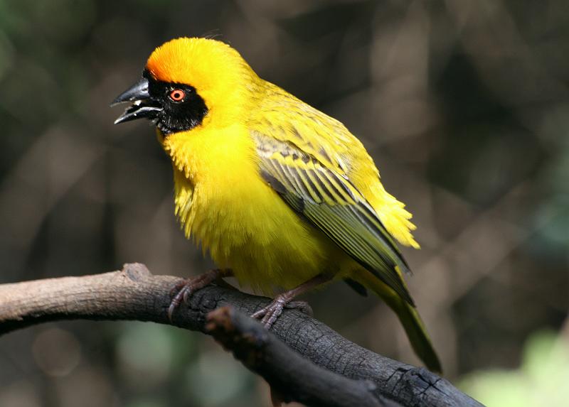 28frieda 018.jpg - Swartkeelvink mannetjie, lyk ek nie mooi met my mooi geel vere nie?